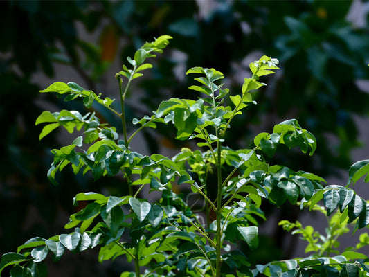 Curry leaves: Green magic